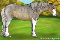 Horse Color:Silver Buckskin Roan Sabino Rabicano 