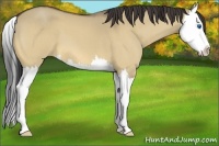 Horse Color:Buckskin Roan Dun Splash 