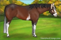 Horse Color:White Spotted Bay Splash