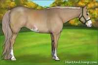 Horse Color:Chocolate Palomino Sabino 