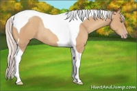 Horse Color:Silver Amber Champagne Tobiano Rabicano