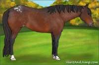 Horse Color:Bay Snowcap 