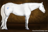 Horse Color:White Spotted Perlino Splash Appaloosa 