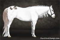 Horse Color:White Spotted Buckskin Frame Appaloosa 