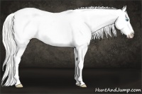 Horse Color:Silver Perlino Appaloosa