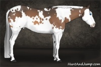 Horse Color:White Spotted Buckskin Splash 