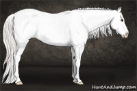 Horse Color:White Spotted Silver Buckskin Splash Appaloosa 