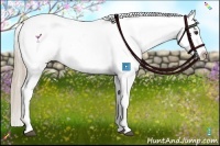 Horse Color:Chestnut Sabino Near Leopard 