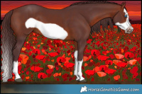 Horse Color:Chocolate Brown Splash Frame
