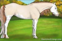 Horse Color:Chocolate Buckskin Pearl Dun Splash 