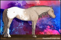 Horse Color:Amber Champagne Appaloosa 