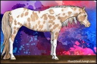Horse Color:Gold Champagne Tobiano Appaloosa 