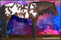 Horse Color:Bay Appaloosa