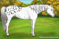 Horse Color:Black Appaloosa