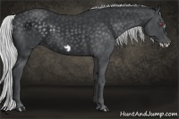 Horse Color:Silver Smoky Black Chinchilla Frame 