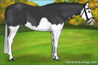 Horse Color:Black Splash