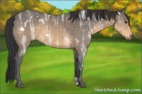 Horse Color:White Spotted Buckskin Ice 
