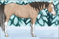 Horse Color:Buckskin Roan Splash 