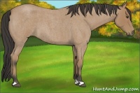 Horse Color:Buckskin Roan 