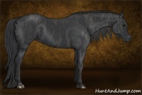 Horse Color:Black  Brindle