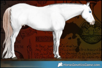 Horse Color:Brown Splash Appaloosa 