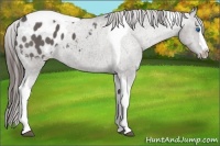 Horse Color:Grullo Splash Tobiano Varnish