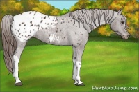 Horse Color:Liver Chestnut Appaloosa
