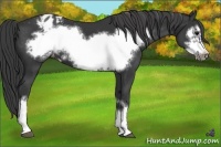 Horse Color:Black Frame Varnish