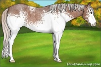 Horse Color:White Spotted Silver Bay Roan
