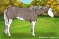 Horse Color:Silver Blue Roan Splash