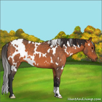 Horse Color:White Spotted Bay Roan