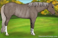 Horse Color:Silver Blue Roan Rabicano