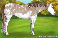 Horse Color:White Spotted Red Ice Roan Splash