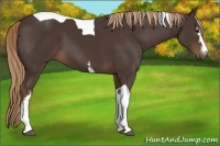 Horse Color:White Spotted Liver Chestnut Tobiano