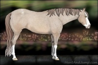 Horse Color:Sable Champagne Splash Appaloosa Rabicano