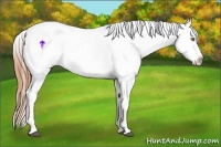 Horse Color:Buckskin Dun Splash Appaloosa 