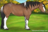 Horse Color:White Spotted Bay Tobiano
