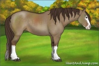 Horse Color:White Spotted Liver Red Dun Sabino Splash Rabicano