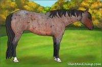 Horse Color:Bay Roan 