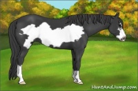 Horse Color:Smoky Black Frame 