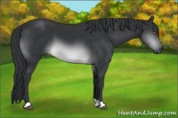 Horse Color:Brown Chinchilla 