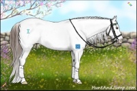 Horse Color:Bay Splash Appaloosa 