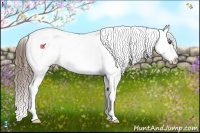 Horse Color:Liver Chestnut Tobiano Blanket 