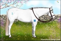 Horse Color:Buckskin Appaloosa 