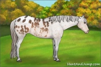 Horse Color:Buckskin Blanket 
