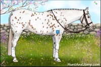 Horse Color:Chestnut Appaloosa 