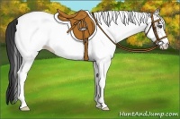 Horse Color:White Spotted Bay