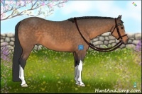 Horse Color:Buckskin 
