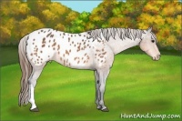Horse Color:Buckskin Appaloosa 