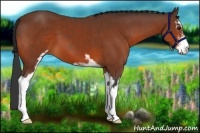 Horse Color:Bay Sabino 